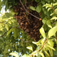 Illustration for article titled BEES! MY GOD!
